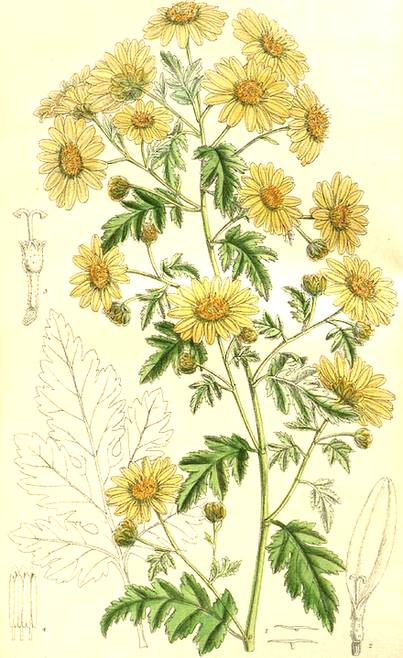 Chrysanthemum indicum, Ye Ju Hua – MedicineTraditions - Medicine Traditions